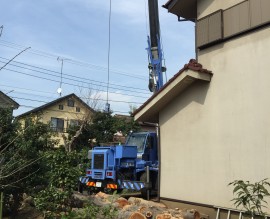 ケヤキ伐採