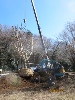 樹木移植作業