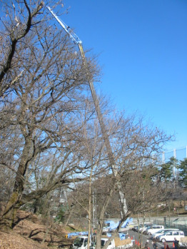 伐採作業