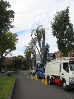 街路樹同詰め作業