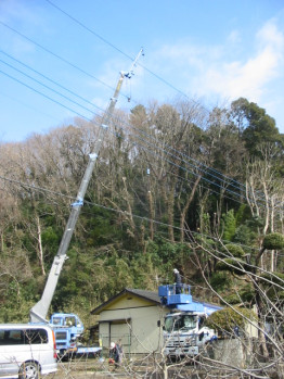 越境枝選定作業