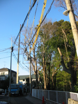 越境枝選定作業