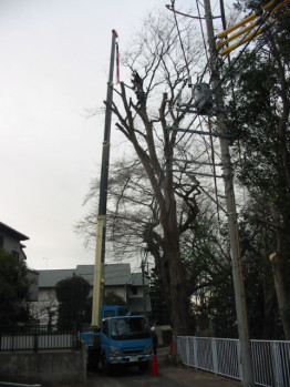 越境枝選定作業