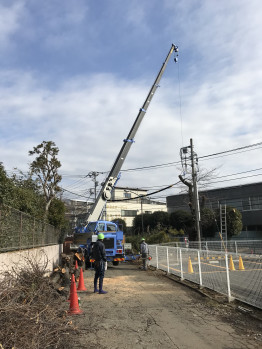 桜伐採