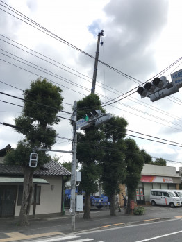 カシの木伐採