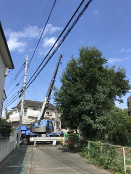 樹木伐採