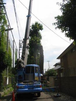 危険樹木伐採作業