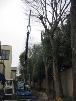 剪定作業