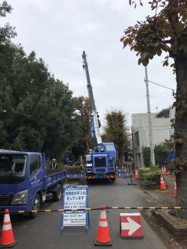 樹木伐採