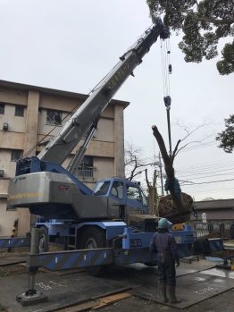 ケヤキ移植・養生施工作業