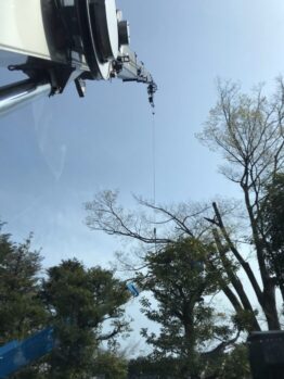 欅剪定