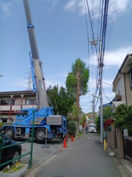 イチョウ伐採