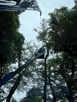 桜強剪定