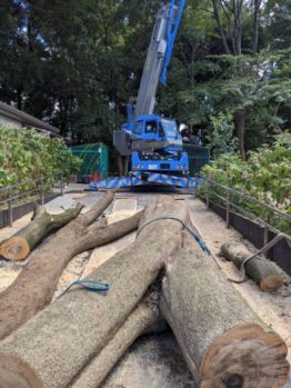 樹木伐採作業及び養生撤去作業