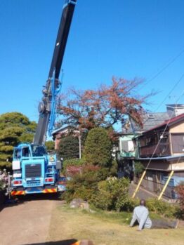 桜伐採