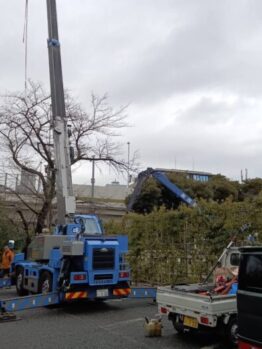 桜剪定作業