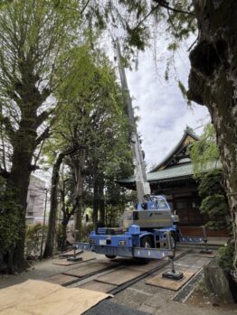 樹木剪定及び養生施工撤去作業