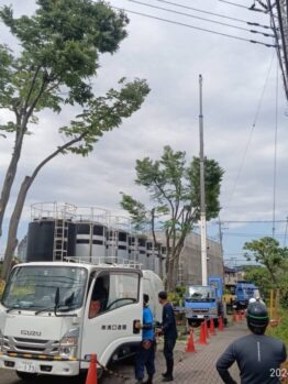 ケヤキ剪定