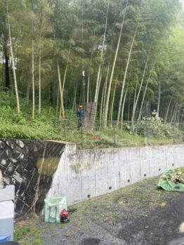 樹木伐採