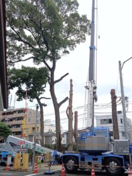 樹木伐採