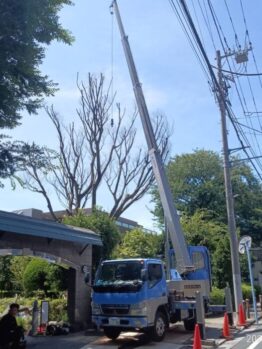 ケヤキ伐採