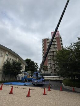 松立枯れ伐採