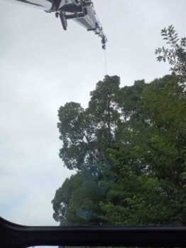 樹木剪定