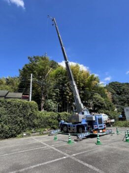 ケヤキ剪定