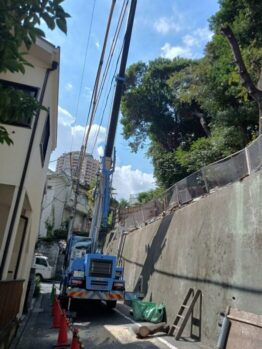 樹木伐採