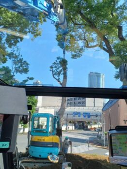 楠の木移植作業