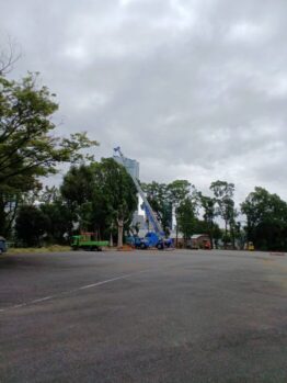 楠移植作業