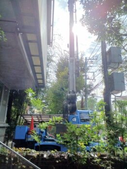 ケヤキ・サクラ枯れ枝剪定