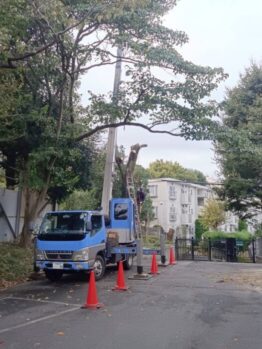 樹木伐採