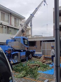 樹木伐採
