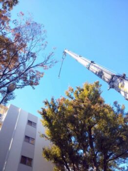 樹木剪定伐採作業