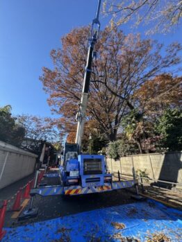 樹木剪定作業