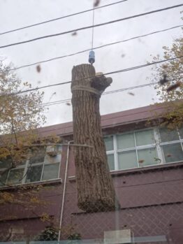 樹木伐採
