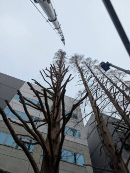樹木剪定