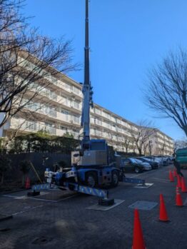 ケヤキ伐採