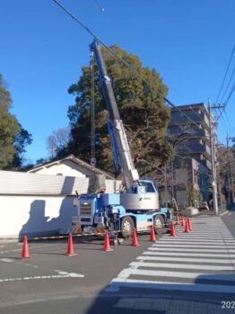 樹木伐採作業