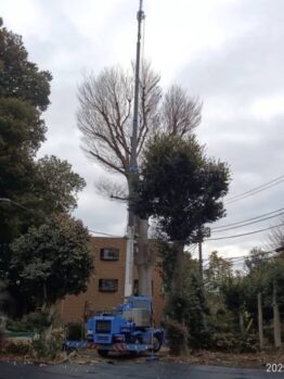 ケヤキ剪定作業