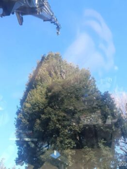 樹木剪定作業