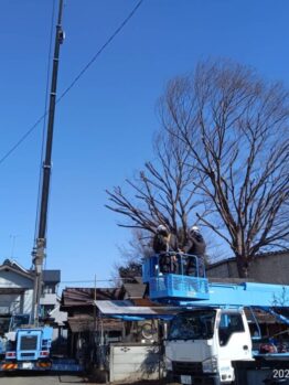 ケヤキ剪定作業