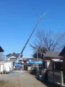 樹木剪定作業