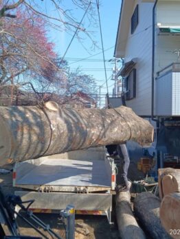 ケヤキ積込作業