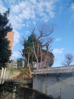 樹木剪定作業