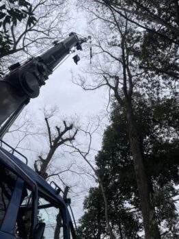樹木剪定作業