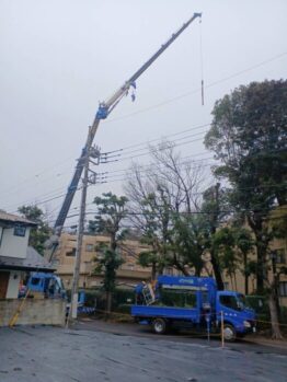 シラカシ伐採