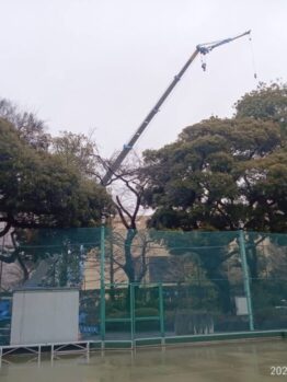樹木伐採
