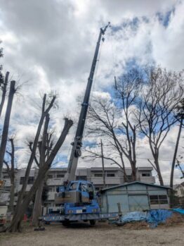 樹木伐採剪定作業